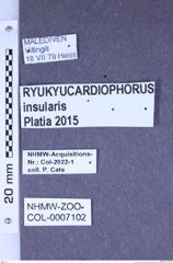 Etiketten zu Ryukyucardiophorus insularis (Platia, 2015) (NHMW-ZOO-COL-0007102)